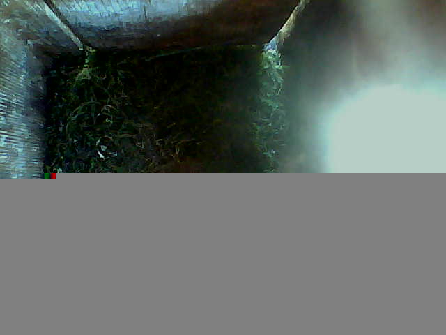 /images/2022/August/Wednesday-03/large/birdcam_12_29_52.jpg