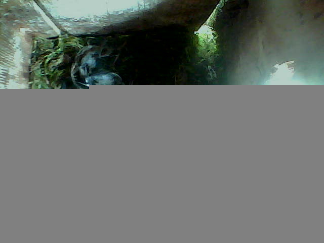/images/2022/May/Monday-09/large/birdcam_12_32_33.jpg