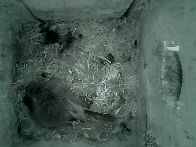 /images/2022/May/Tuesday-10/large/birdcam_00_02_06.jpg