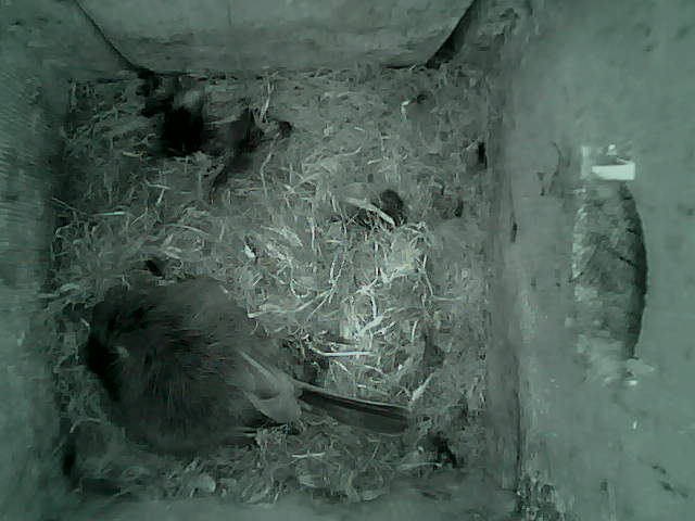 /images/2022/May/Tuesday-10/large/birdcam_00_07_04.jpg