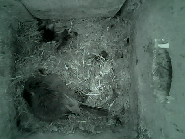 /images/2022/May/Tuesday-10/large/birdcam_00_17_05.jpg