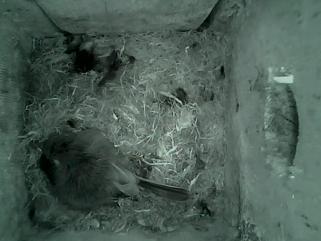 /images/2022/May/Tuesday-10/large/birdcam_00_22_09.jpg