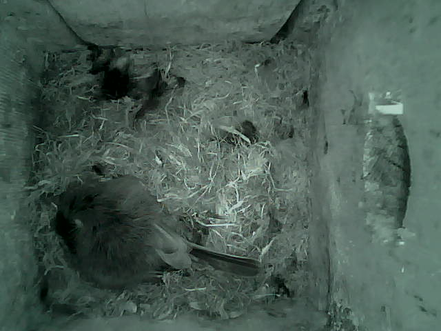 /images/2022/May/Tuesday-10/large/birdcam_00_27_11.jpg