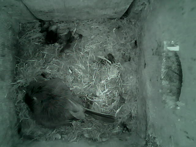 /images/2022/May/Tuesday-10/large/birdcam_00_37_12.jpg