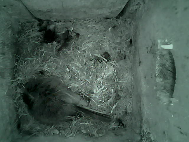 /images/2022/May/Tuesday-10/large/birdcam_00_47_14.jpg