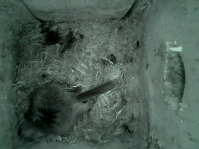 /images/2022/May/Tuesday-10/large/birdcam_00_52_14.jpg