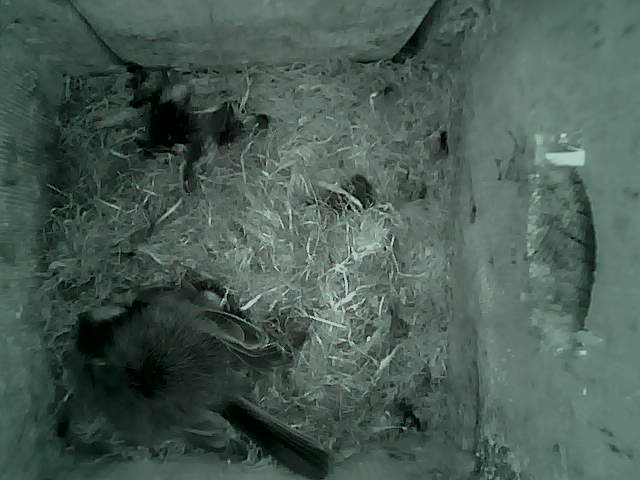 /images/2022/May/Tuesday-10/large/birdcam_01_56_43.jpg