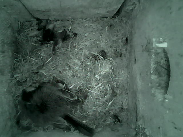 /images/2022/May/Tuesday-10/large/birdcam_02_01_44.jpg