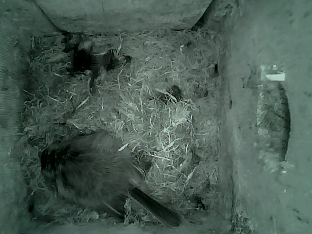 /images/2022/May/Tuesday-10/large/birdcam_02_06_45.jpg