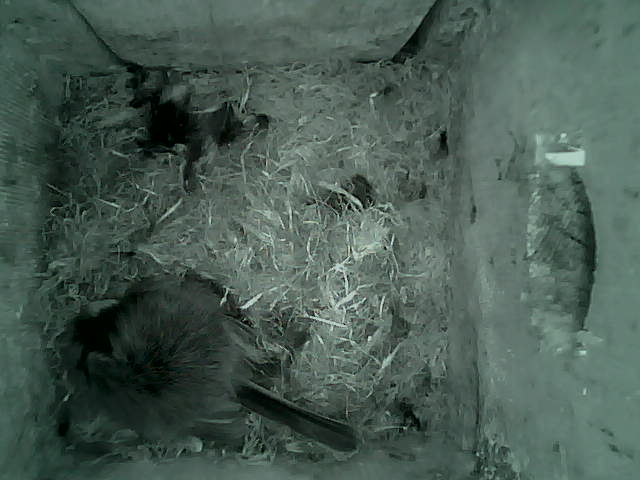 /images/2022/May/Tuesday-10/large/birdcam_02_16_47.jpg