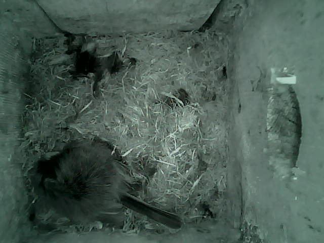 /images/2022/May/Tuesday-10/large/birdcam_02_21_48.jpg