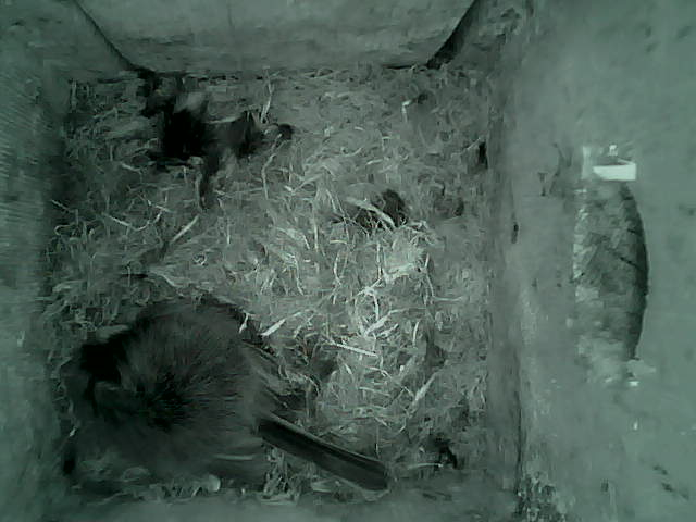 /images/2022/May/Tuesday-10/large/birdcam_02_26_49.jpg