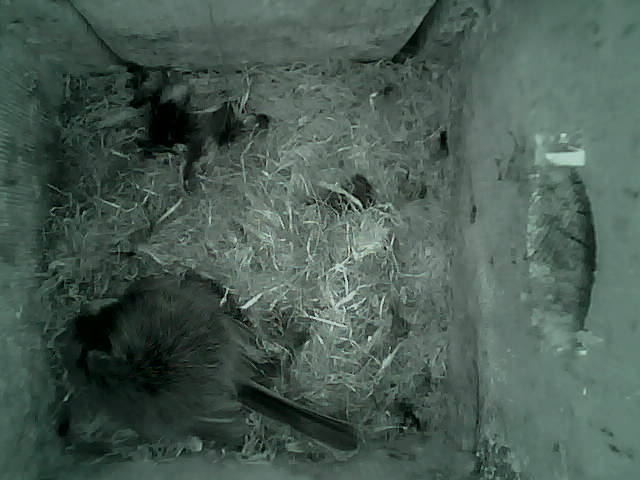 /images/2022/May/Tuesday-10/large/birdcam_02_36_51.jpg