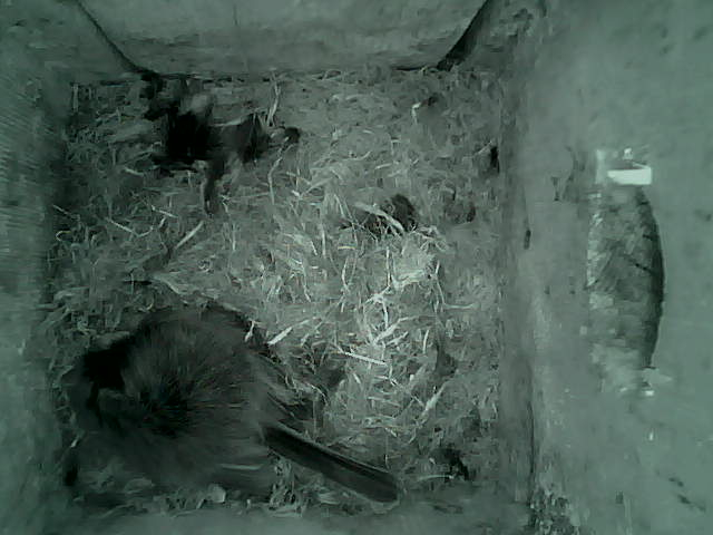/images/2022/May/Tuesday-10/large/birdcam_02_41_52.jpg