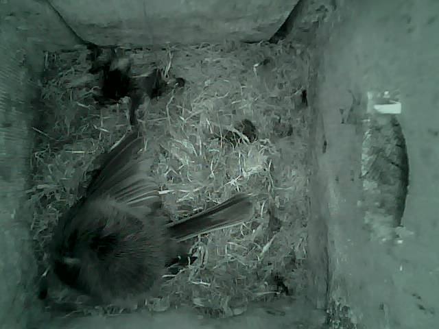 /images/2022/May/Tuesday-10/large/birdcam_02_46_54.jpg