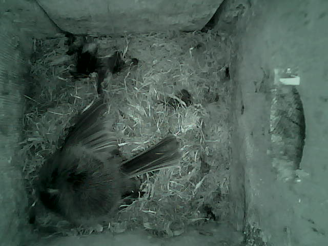 /images/2022/May/Tuesday-10/large/birdcam_02_51_55.jpg