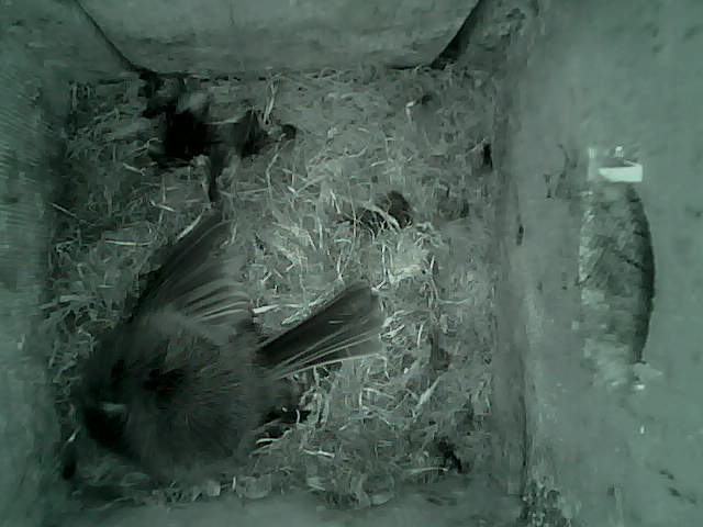 /images/2022/May/Tuesday-10/large/birdcam_02_56_56.jpg