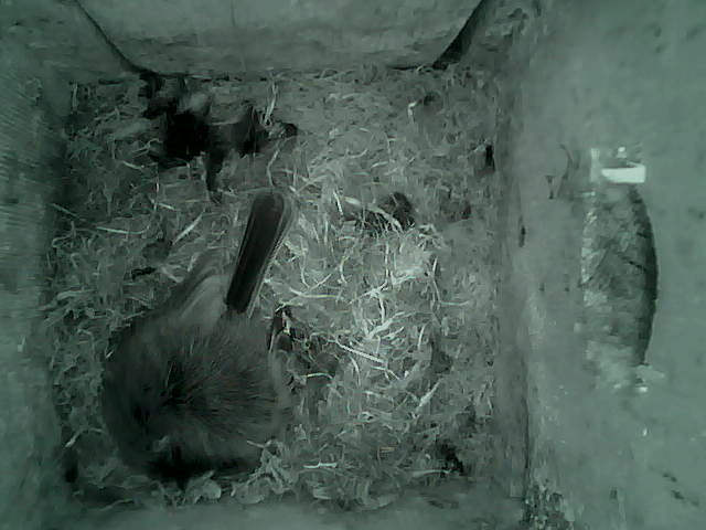 /images/2022/May/Tuesday-10/large/birdcam_03_11_58.jpg