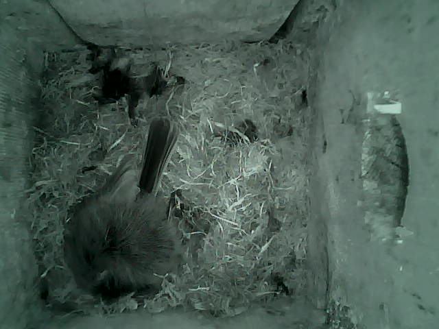 /images/2022/May/Tuesday-10/large/birdcam_03_27_01.jpg