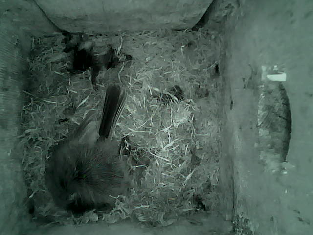 /images/2022/May/Tuesday-10/large/birdcam_03_37_04.jpg