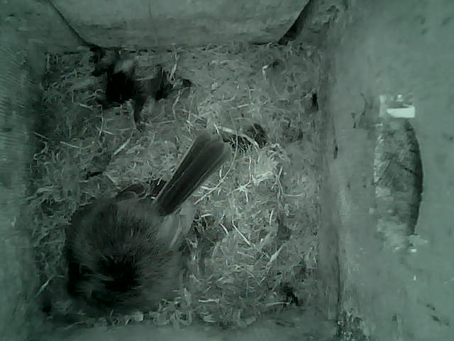 /images/2022/May/Tuesday-10/large/birdcam_03_42_06.jpg