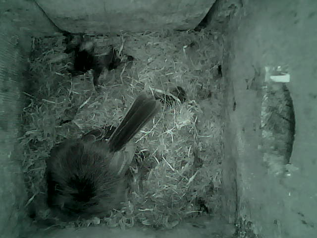 /images/2022/May/Tuesday-10/large/birdcam_03_47_04.jpg