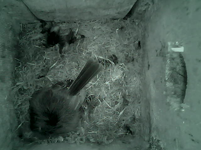 /images/2022/May/Tuesday-10/large/birdcam_03_57_06.jpg