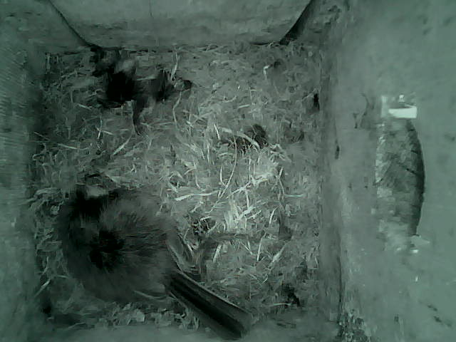 /images/2022/May/Tuesday-10/large/birdcam_04_07_08.jpg