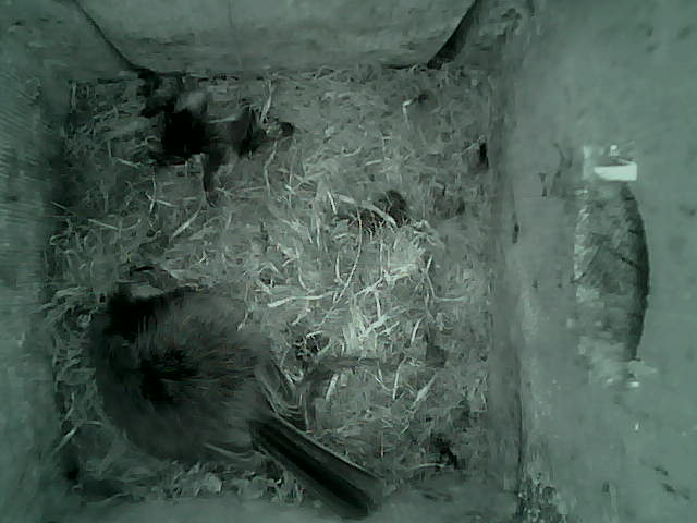 /images/2022/May/Tuesday-10/large/birdcam_05_01_26.jpg