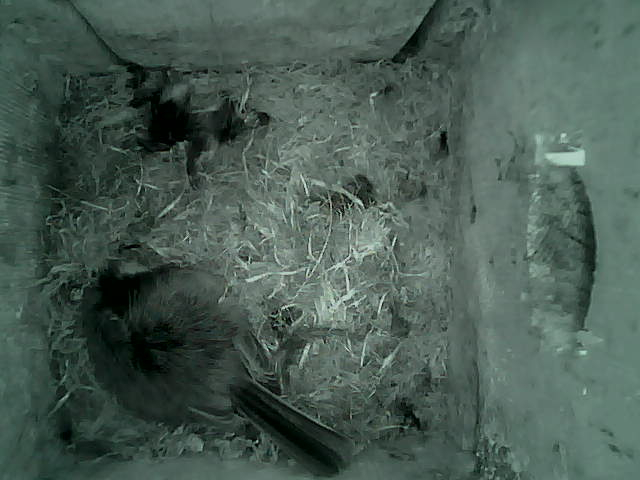 /images/2022/May/Tuesday-10/large/birdcam_05_06_26.jpg