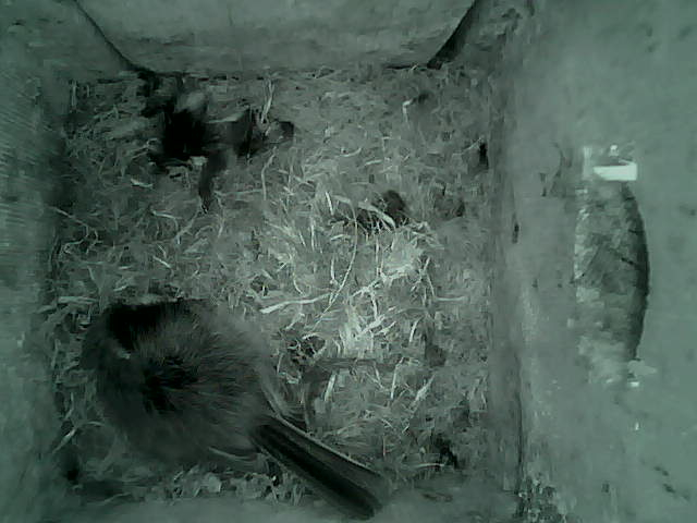 /images/2022/May/Tuesday-10/large/birdcam_05_21_31.jpg