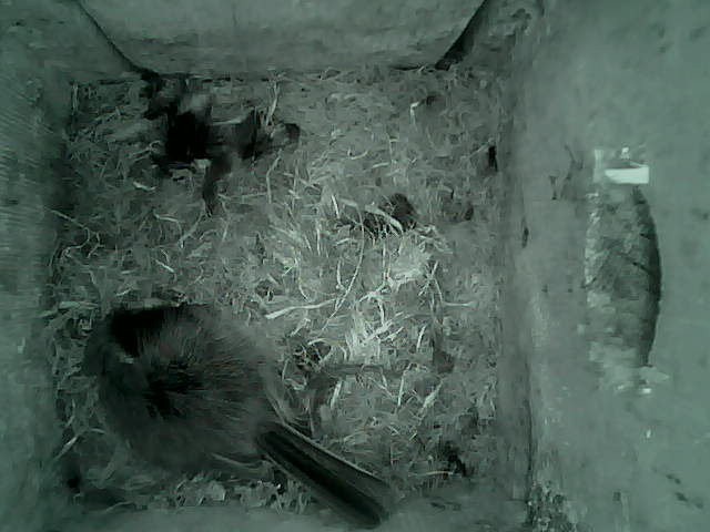 /images/2022/May/Tuesday-10/large/birdcam_05_26_31.jpg