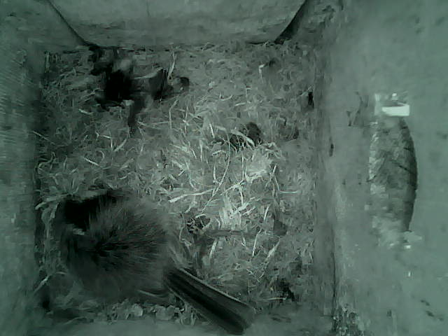 /images/2022/May/Tuesday-10/large/birdcam_05_36_33.jpg