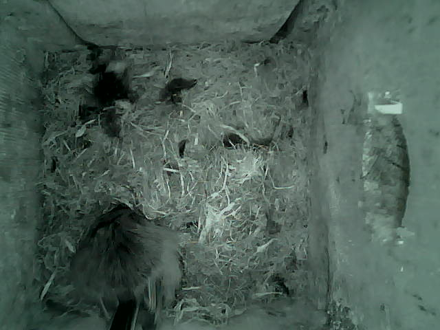 /images/2022/May/Tuesday-10/large/birdcam_05_46_38.jpg