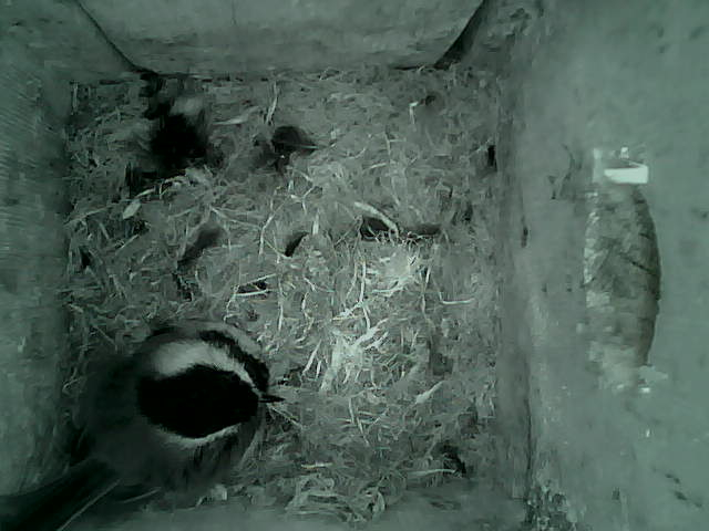 /images/2022/May/Tuesday-10/large/birdcam_05_56_37.jpg