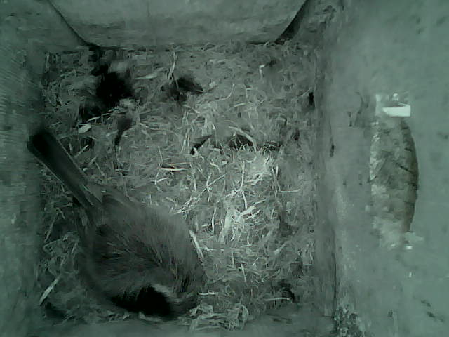 /images/2022/May/Tuesday-10/large/birdcam_06_01_39.jpg