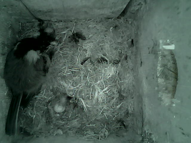 /images/2022/May/Tuesday-10/large/birdcam_06_06_40.jpg