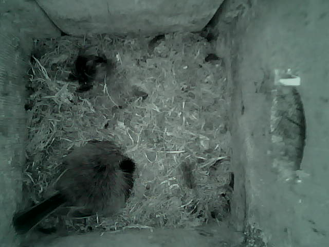 /images/2022/May/Tuesday-17/large/birdcam_00_01_20.jpg
