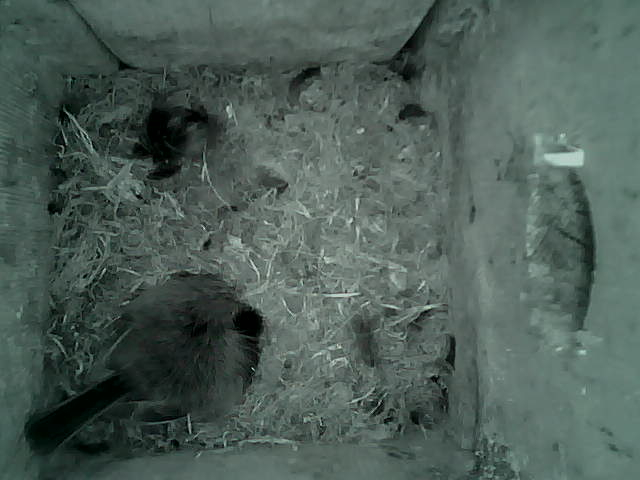 /images/2022/May/Tuesday-17/large/birdcam_00_06_20.jpg