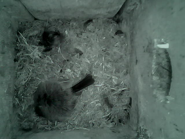 /images/2022/May/Tuesday-17/large/birdcam_00_31_25.jpg