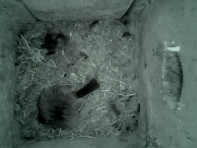 /images/2022/May/Tuesday-17/large/birdcam_00_46_28.jpg