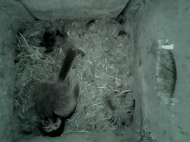 /images/2022/May/Tuesday-17/large/birdcam_00_56_30.jpg