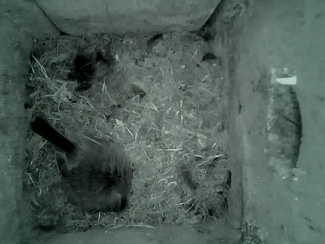 /images/2022/May/Tuesday-17/large/birdcam_01_11_33.jpg