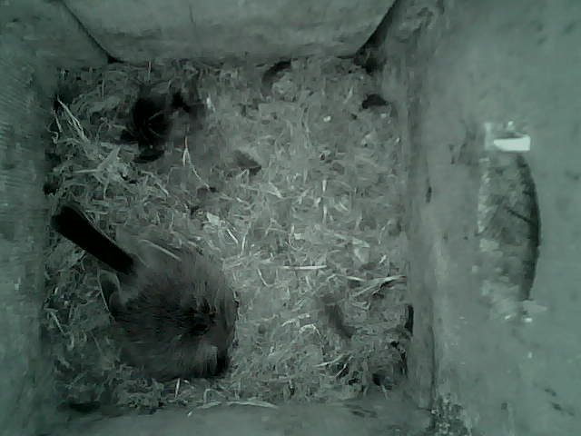 /images/2022/May/Tuesday-17/large/birdcam_01_16_34.jpg