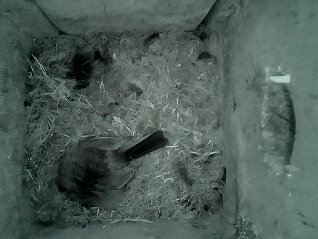 /images/2022/May/Tuesday-17/large/birdcam_01_26_36.jpg