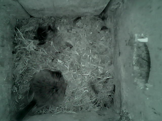 /images/2022/May/Tuesday-17/large/birdcam_01_56_42.jpg