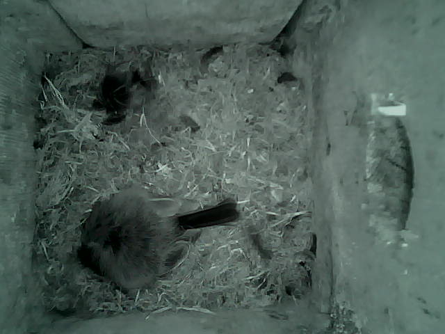/images/2022/May/Tuesday-17/large/birdcam_02_26_48.jpg