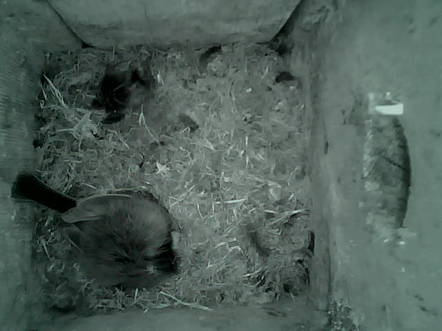 /images/2022/May/Tuesday-17/large/birdcam_02_31_49.jpg
