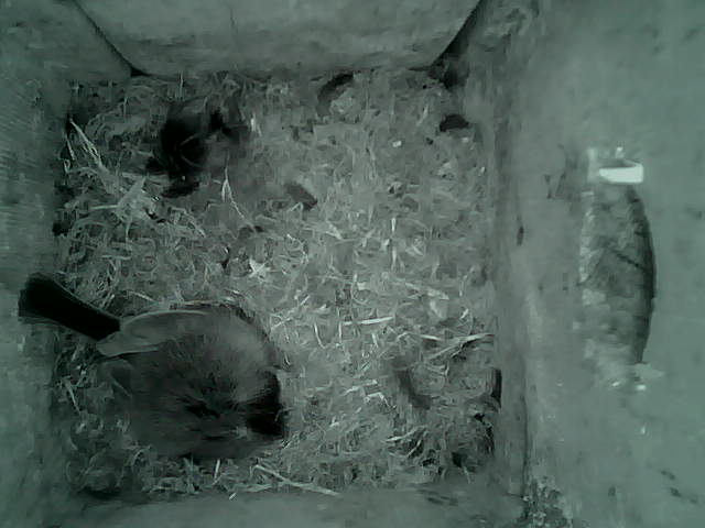 /images/2022/May/Tuesday-17/large/birdcam_02_41_50.jpg