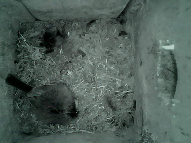 /images/2022/May/Tuesday-17/large/birdcam_02_51_52.jpg